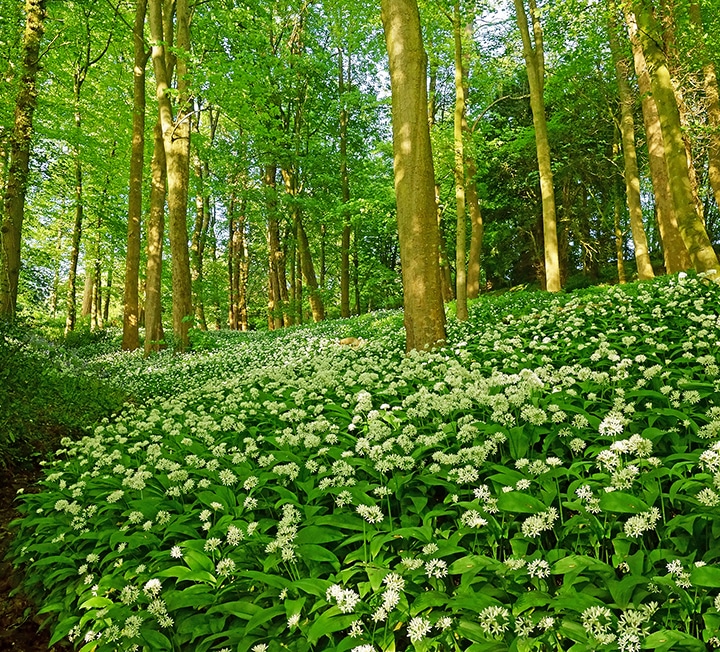 Wild garlic in Spring, Gloucestershire, UK