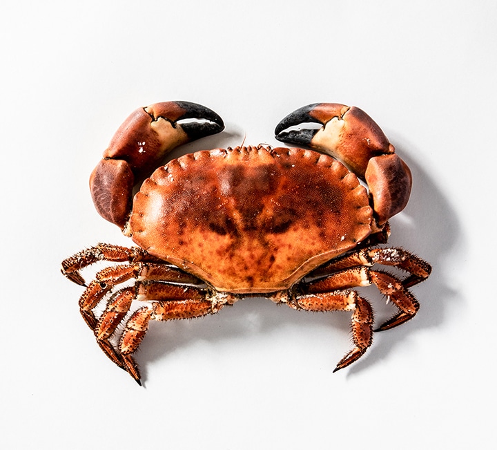 brown crab