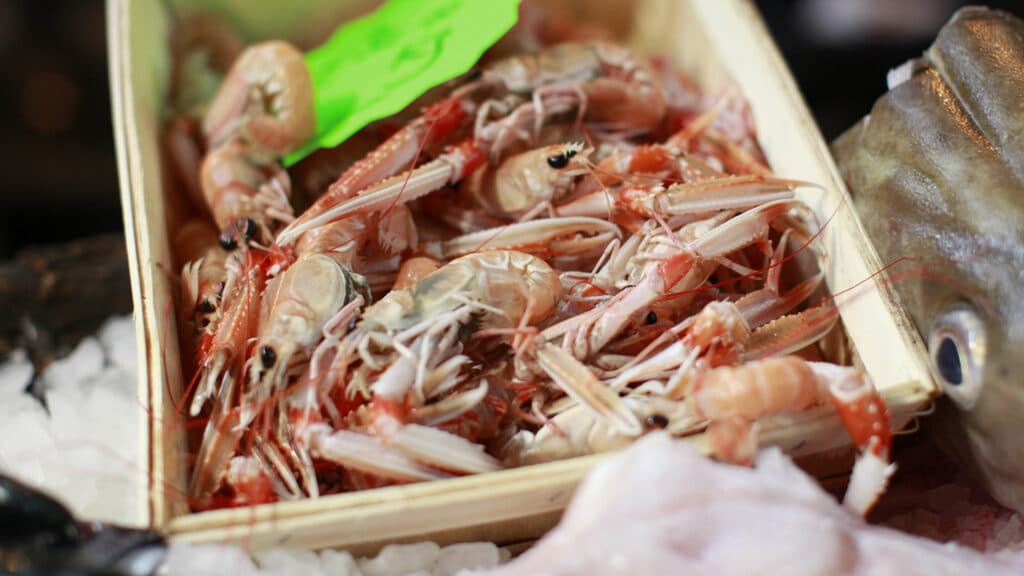 prawn in sea