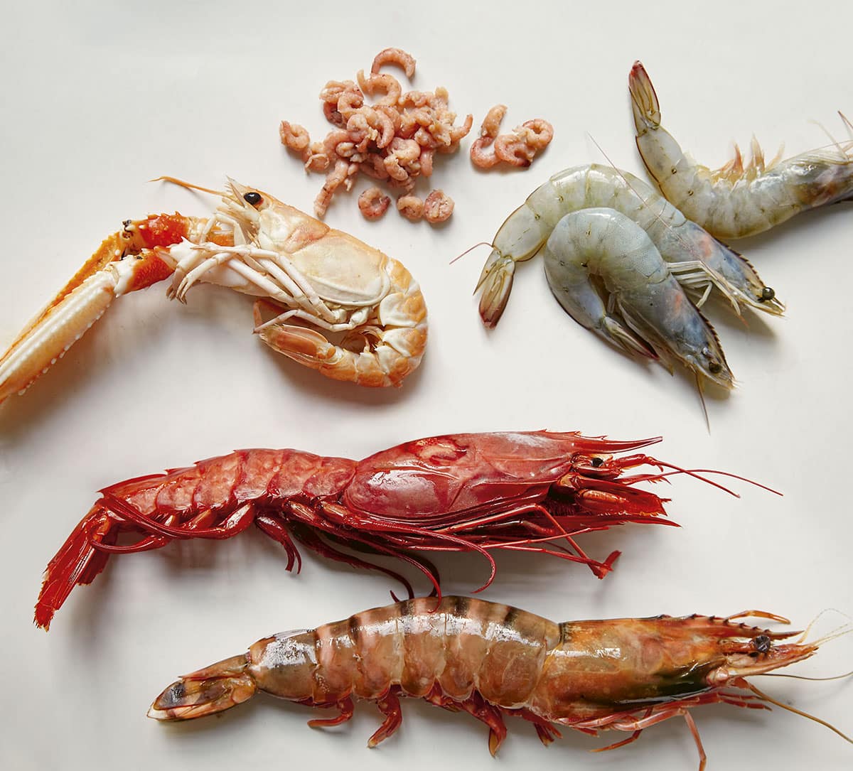 Prawn Vs Shrimp