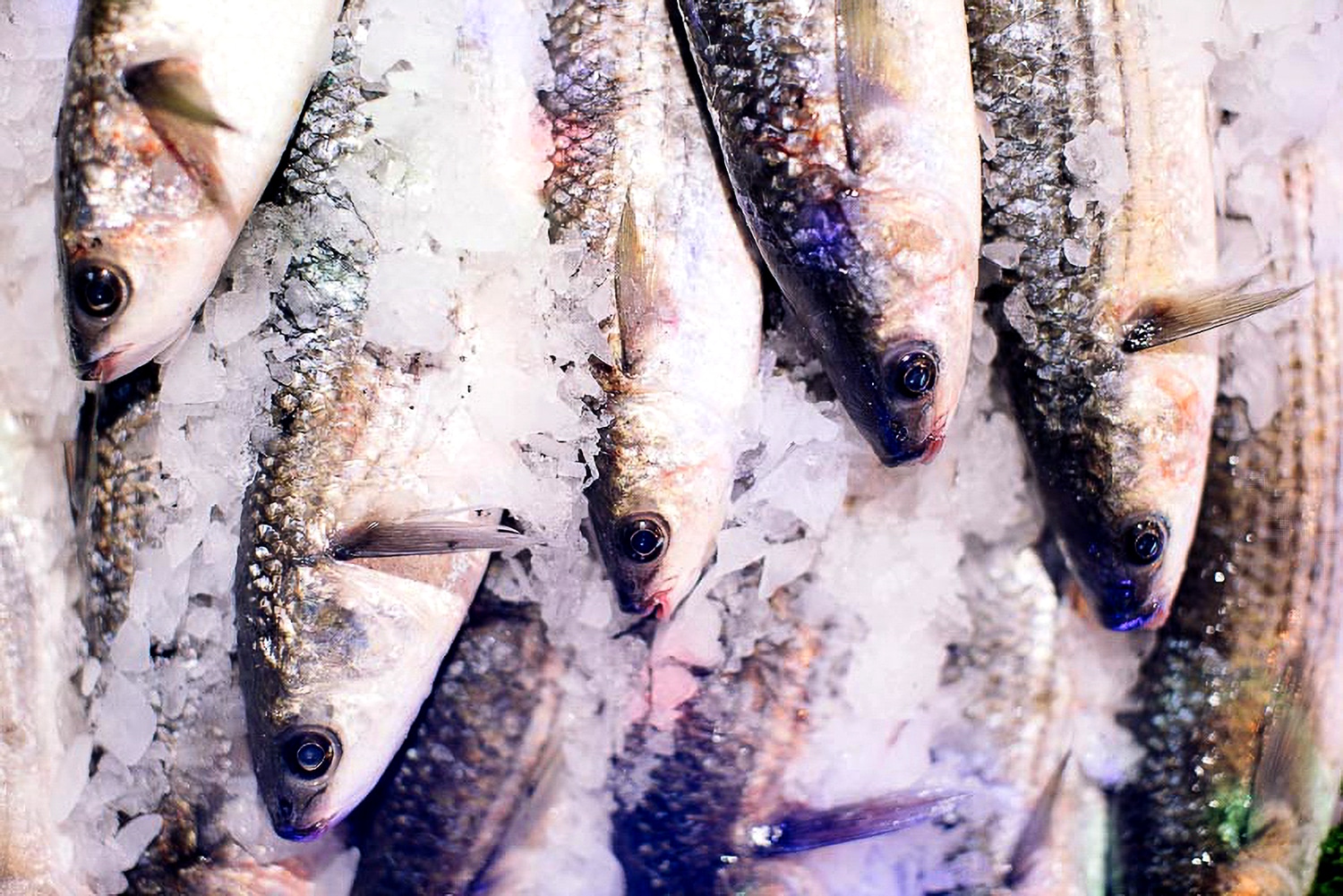 Fresh fish on a Borough Market stall