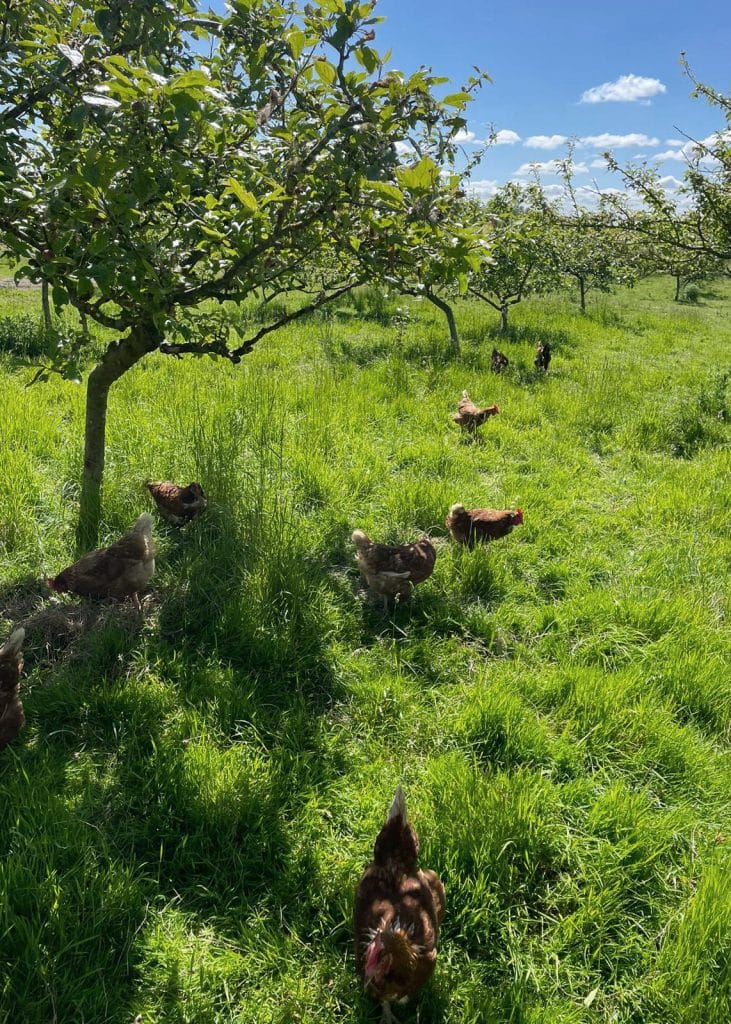 Chickens beneath the trees of 13 Acre Orchard