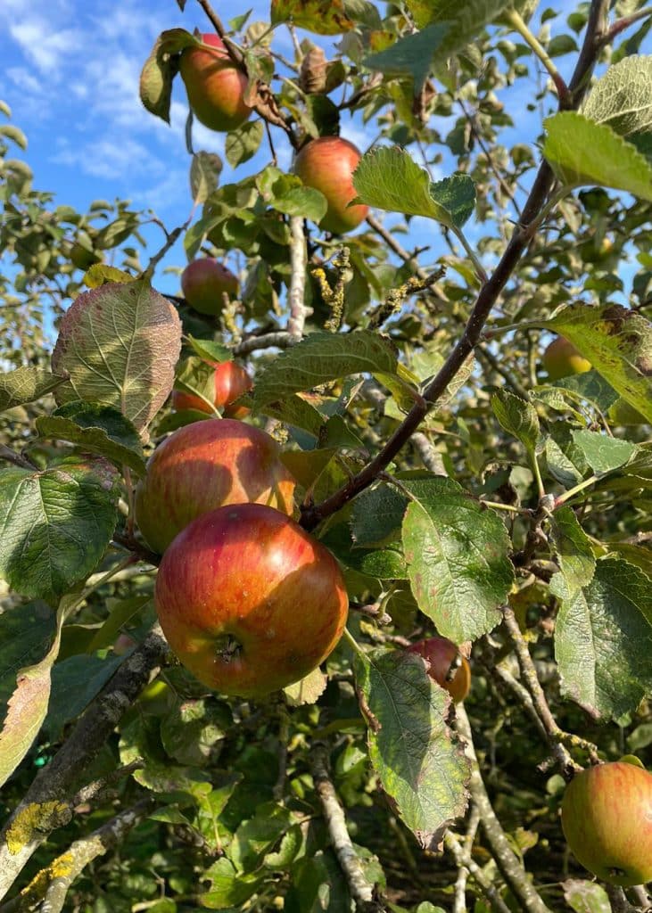 Apples on the trees at 13 Acre Orchard