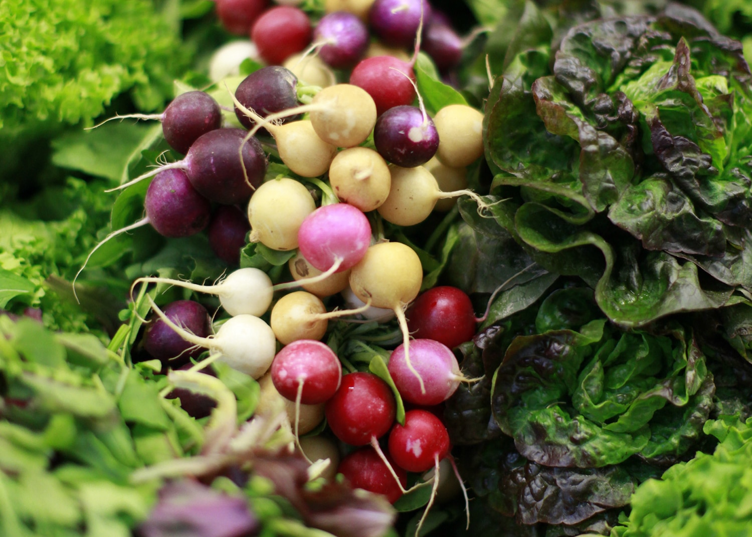 Radishes and lettuces on a Borough Market stall