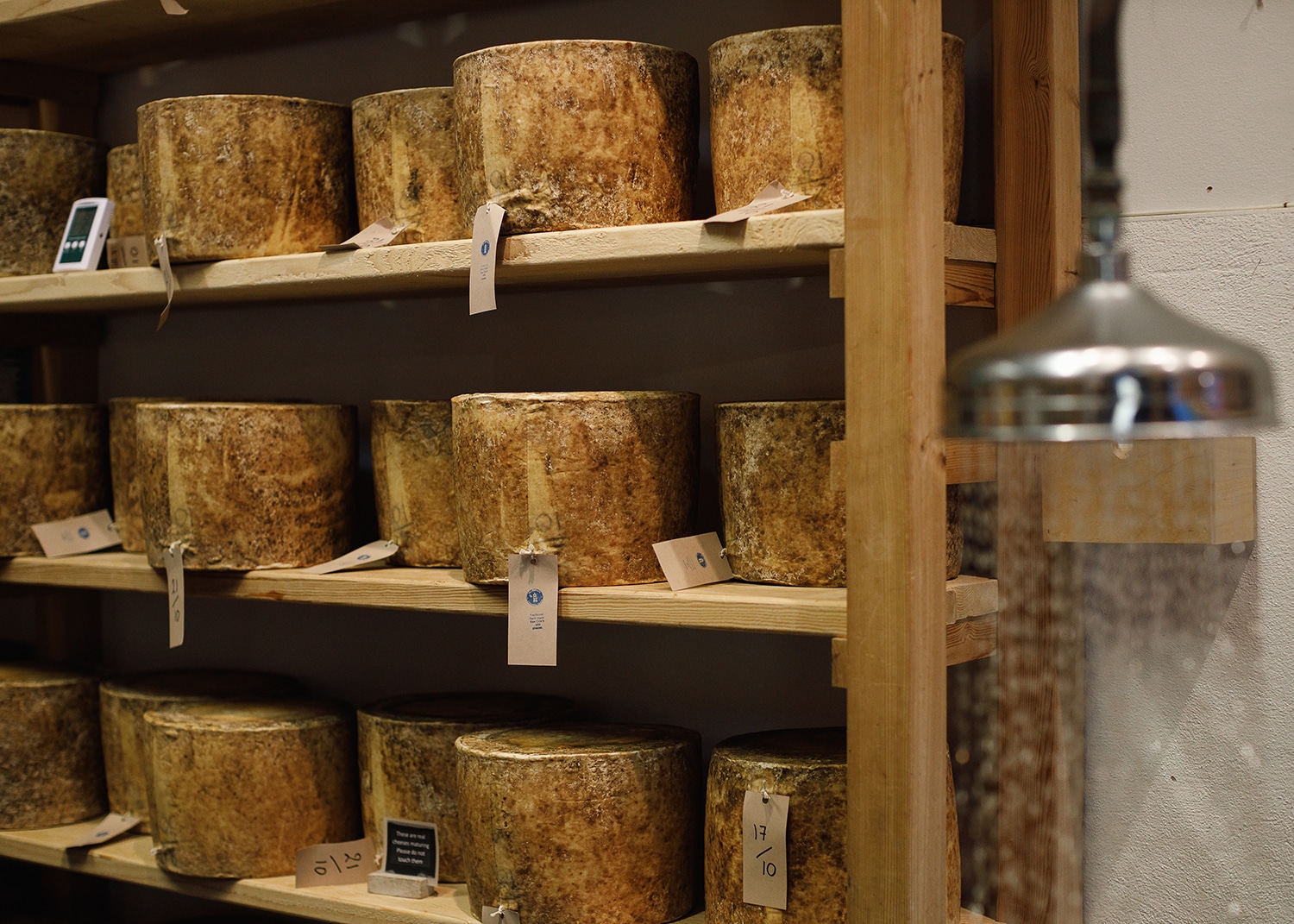 A rack of English cheeses