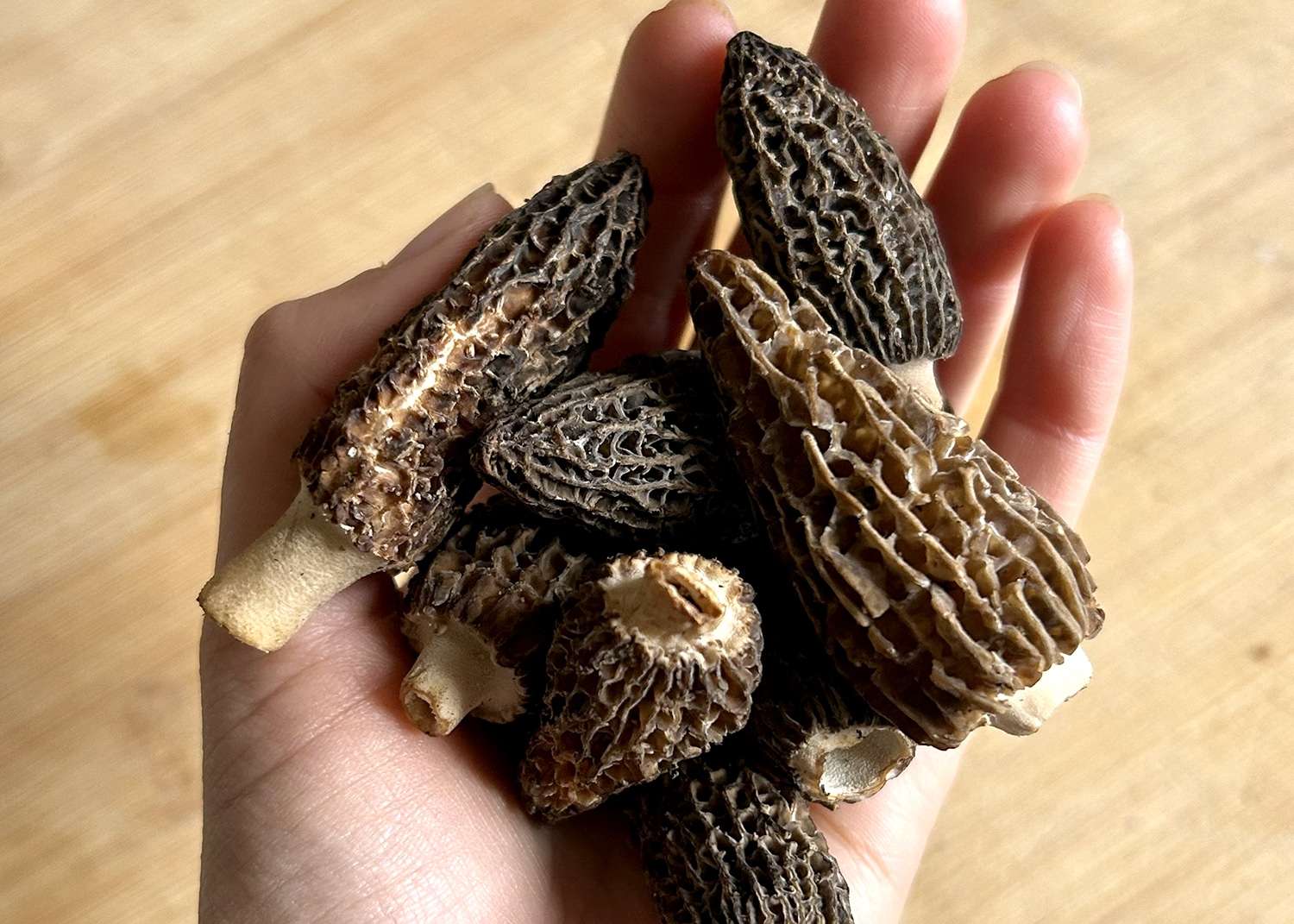 A handful of morel mushrooms