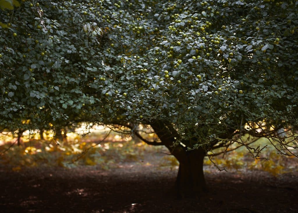 A beautiful apple tree in an orchard